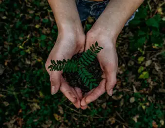 terre dans une main avec une plante